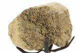 Fossil Hadrosaur Metatarsal Section w/ Metal Stand - South Dakota #378562-2